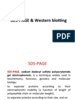 SDS-PAGE & Western Blotting Explained