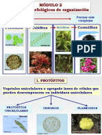 3.2 - Modulo 2 Niveles Morf