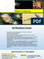 Phylum Cnidarios