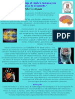 Un Breve Viaje Al Cerebro Humano y Su Proceso de Desarrollo.