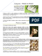 Cómo cultivar calçots paso a paso