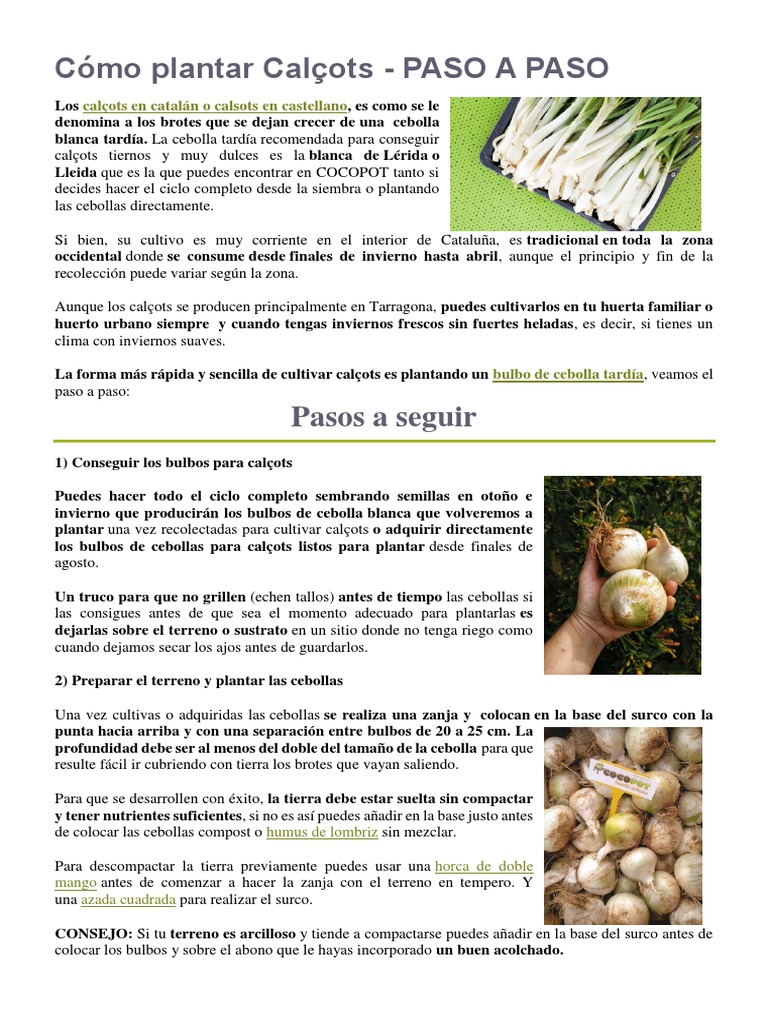 Guía para cultivar Calçots fácilmente | PDF | Botánica | Plantas