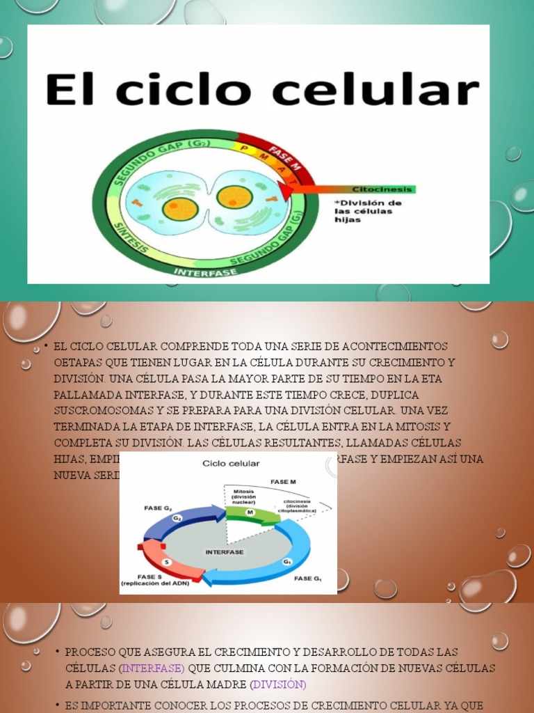 Fases del Ciclo Celular y Mitosis | PDF | Mitosis | Ciclo celular