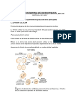 Taller de Mitosis y Meiosis Grado 8° 4° Periodo 2017