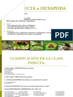 Clase Insecta Clasificacion 2pdf