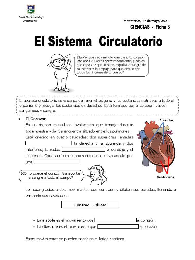 Actividades del Sistema Circulatorio para Niños | PDF | Corazón | Vena