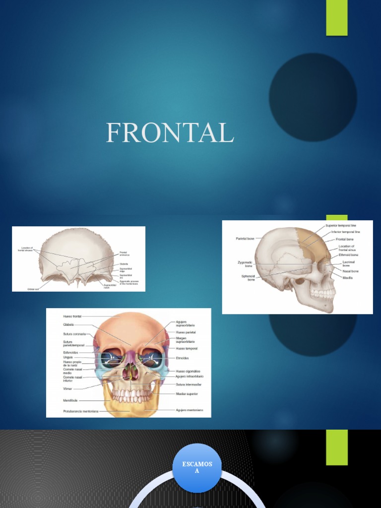 Frontal Parietal Occipital | PDF