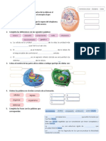 1 Actividad Sobre La Célula