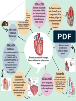 External Anatomy of The Heart