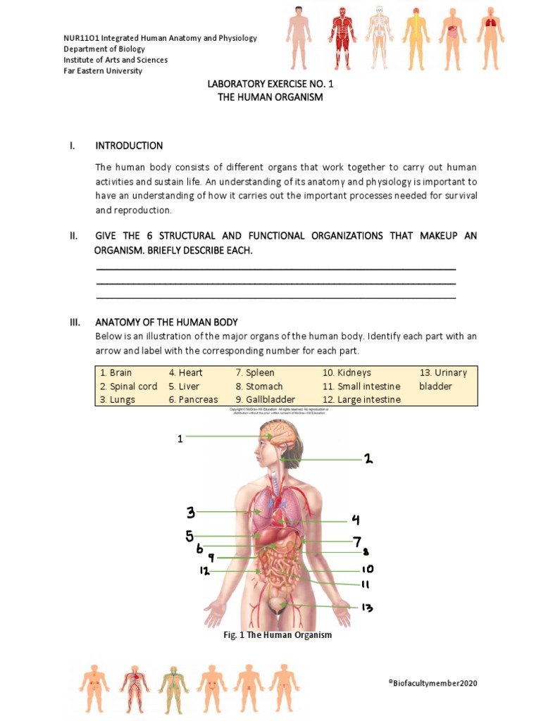 Lab Exercise 1 | PDF | Human Body | Organ (Anatomy)