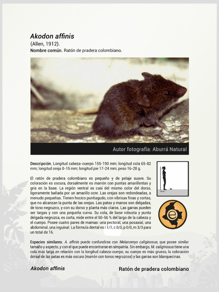 Akodon Affinis PDF