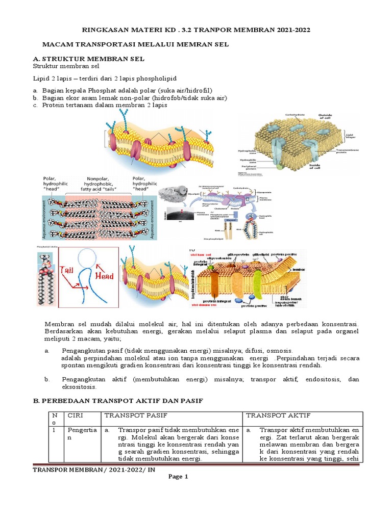 Materi Transpor Membran Kelas 11 | PDF
