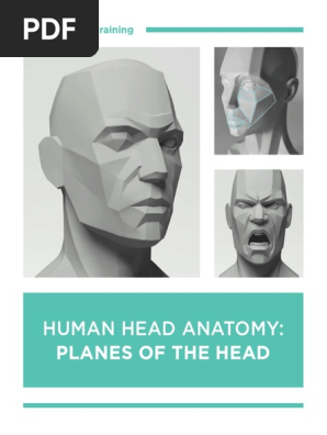 03 Human Head Anatomy Planes of the Head