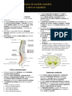Anatomia Da Medula Espinhal e Nervos Espinhais