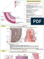 Sistema Gastrointestinal - Histología