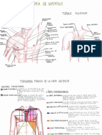 Anatomia Del Torax y Corazon