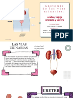 Anatomía de Las Vías Urinarias