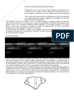 APARATO REPRODUCTOR Apuntes PDF