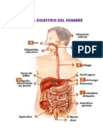 Sistema Digestivo Del Ser Humano