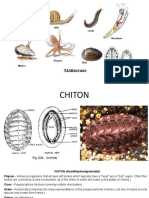 Mollusca Classification