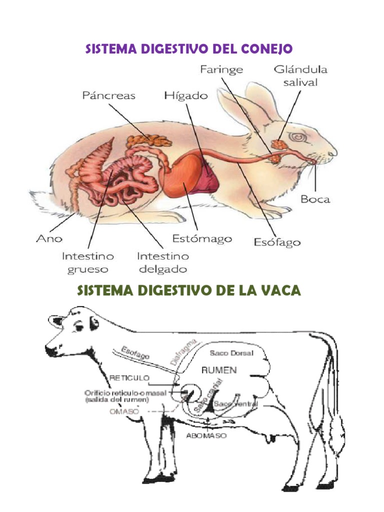 Sistema Digestiv en Los Animales Zoología Organismos