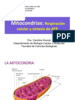 Mitocondria y Respiración Celular