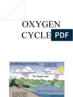 The Oxygen Cycle: Respiration, Combustion, Decomposition and Rusting