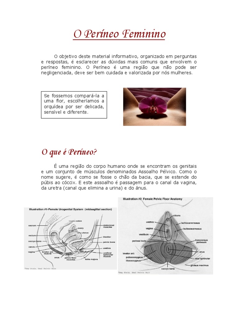 Cuidados com o Períneo Feminino | PDF | Pélvis | Especialidades médicas