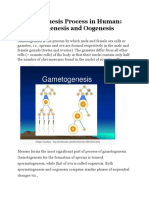 Gametogenesis Process in Human