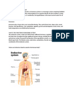 What Is The ENDOCRINE SYSTEM