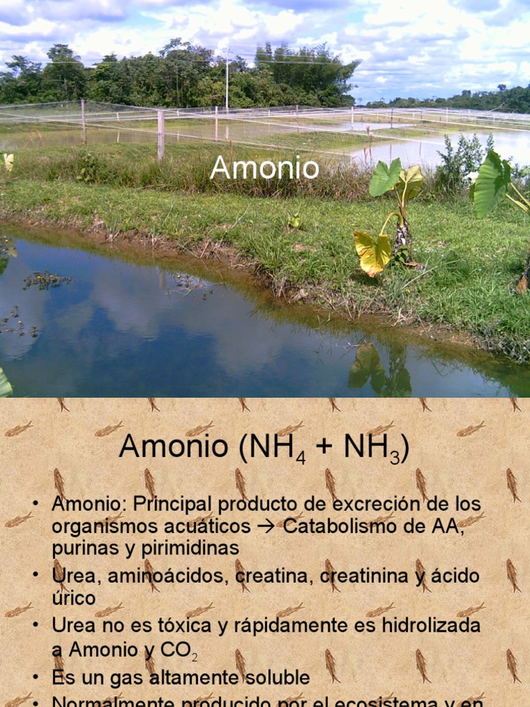Efectos del Amonio y Cloro en Acuicultura | PDF | Amoníaco | Cloro