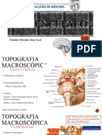 Mesencéfalo