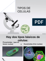 Tipos de Células