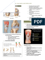 Popliteal Fossa, Leg and Ankle Joint Trans
