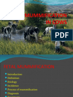 Fetal Mummification in Cows