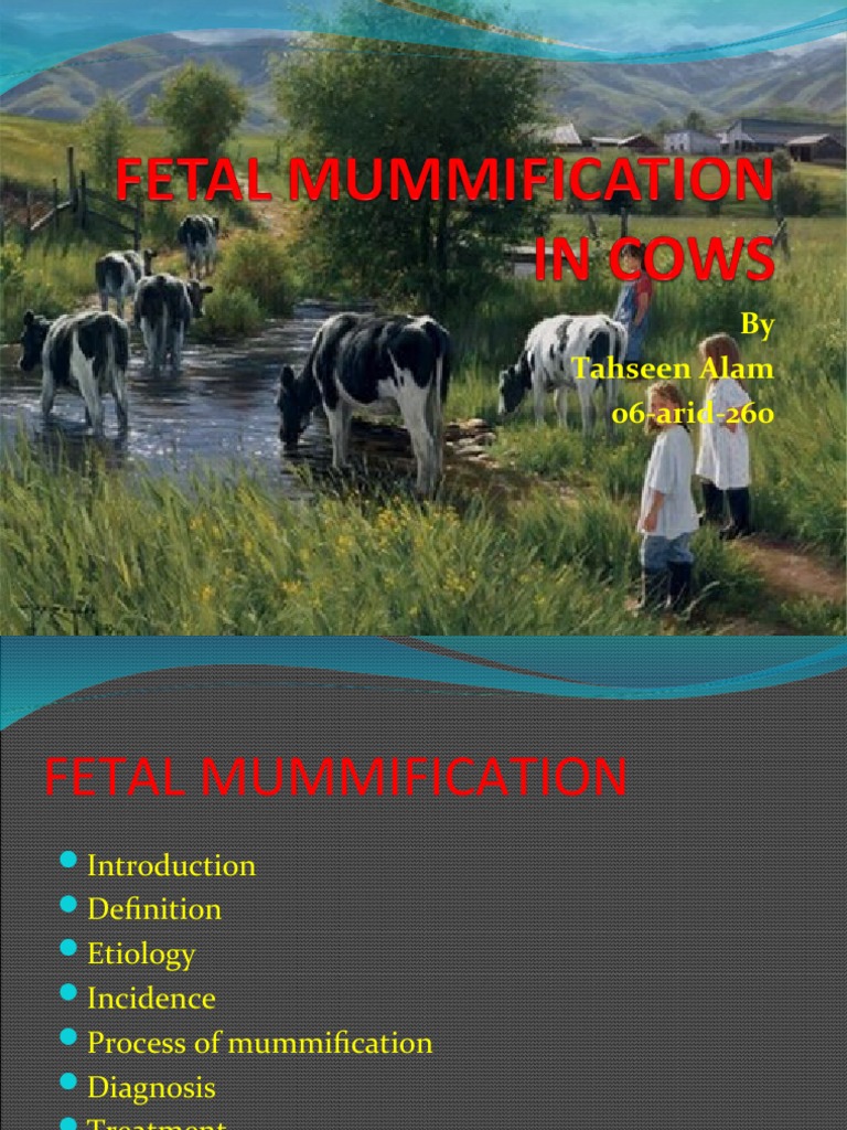 Fetal Mummification in Cows PDF Cattle Fetus
