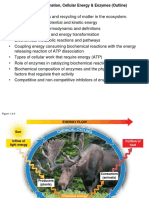 Energy Transformation - Cellular Energy - Enzymes Sp15