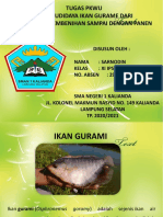 Budidaya Ikan Gurame