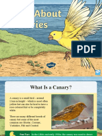 Canary Bird Facts For Kids