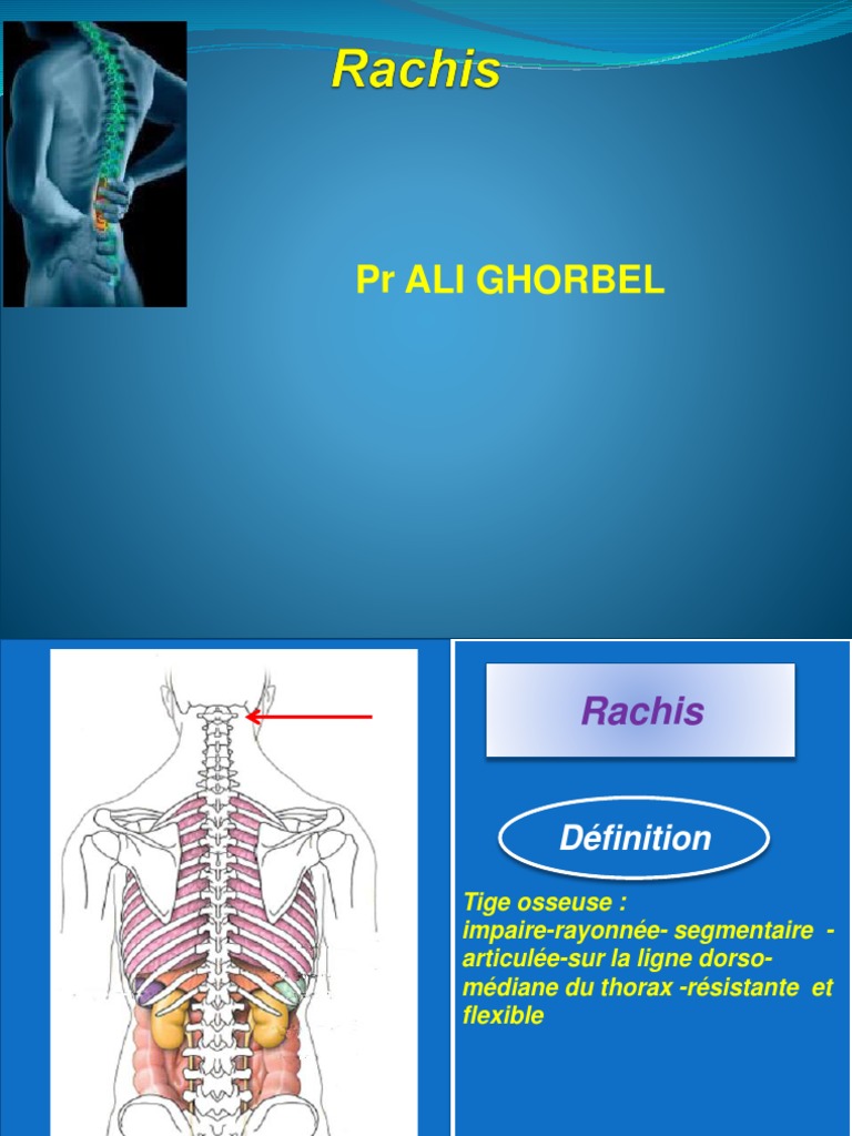 Anatomie et Fonction du Rachis | PDF | Colonne vertébrale | Vertèbre