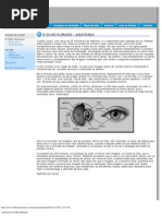 Anatomia Do Olho Humano2