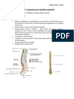 Aula 2 Anatomia Da Medula Espinhal