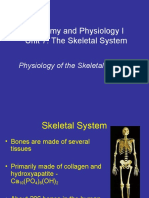 Anatomy - Physiology of The Skeletal System