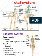 Skeletal Ye