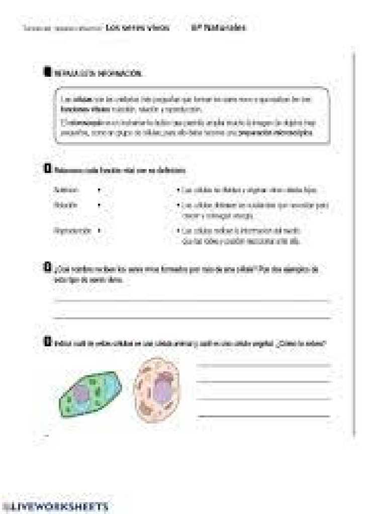 Ficha de Repaso 6º Primaria Naturales (Santillana) | PDF