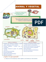 Célula Animal y Vegetal para Quinto Grado de Primaria