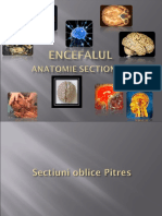 Encefalul Sectiuni