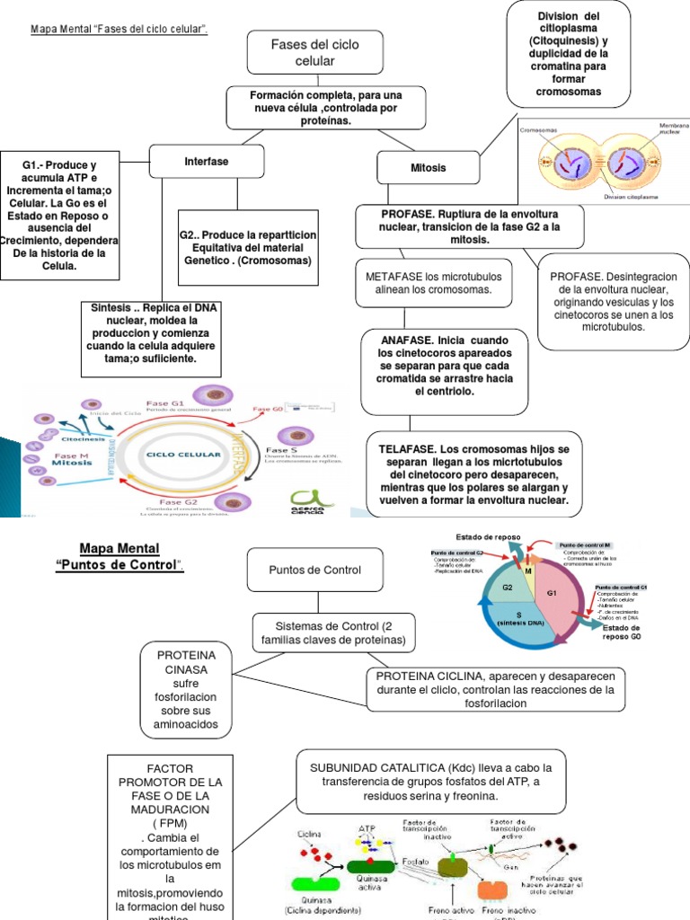 Mapa Mental Fases Y Puntos De Control Del Ciclo Celular Pdf Mitosis