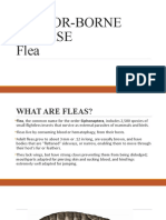 Vector-Borne Disease Flea