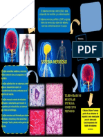 Sistema nervioso central y periférico